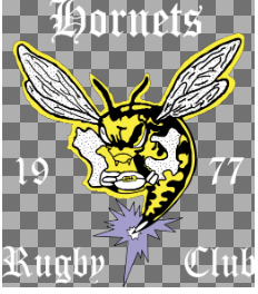 Logo of the Hornets Rugby Club: the Stahl's Hornets Rugby Club Full Size HP Logo features an illustrated hornet holding a rugby ball, “1977,” and the club name in stylized white text on a transparent background.