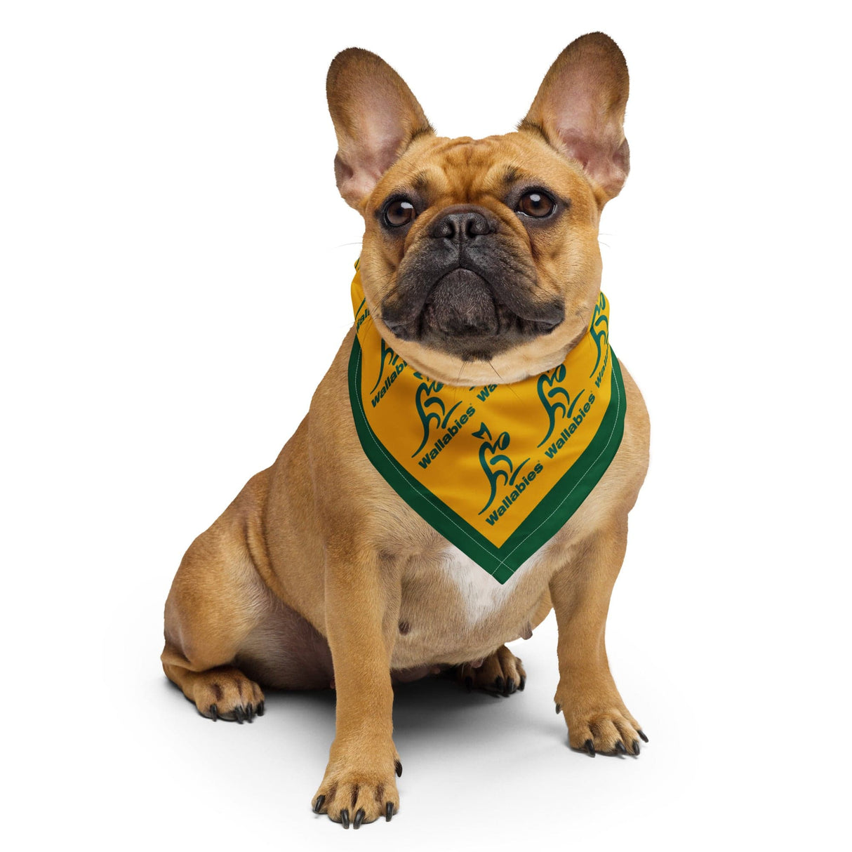A french bulldog sporting a Wallaroos Multi-Logo Gold Bandana by PF LIC.